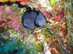 Gozo scuba diving holiday. Moray bay.